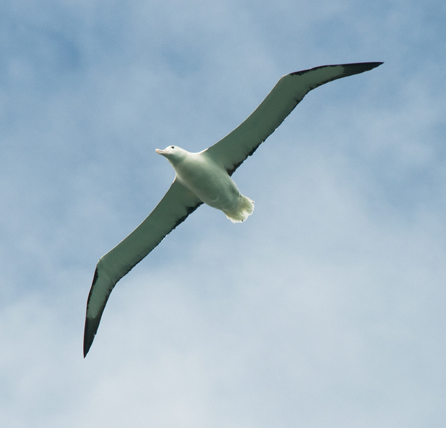 Thumbnail for Aerodynamic Study of Albatross Wings Using XFLR5 and Ansys Fluent